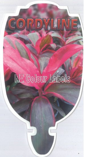 CORDYLINE fruticosa DARK RED - Click Image to Close