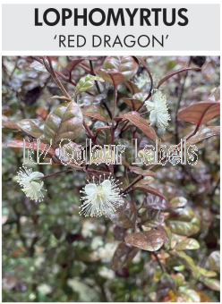 LOPHOMYRTUS Red Dragon - Click Image to Close