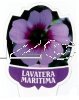 Lavatera Maritima