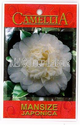 CAMELLIA Mansize Japonica - Click Image to Close