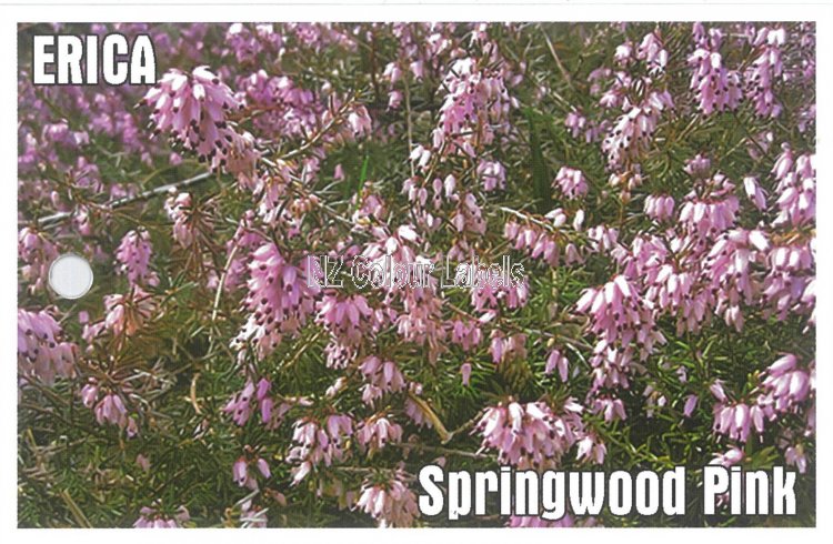 ERICA Springwood Pink - Click Image to Close