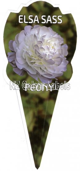 PAEONIA (Peony) Elsa Sass - Click Image to Close