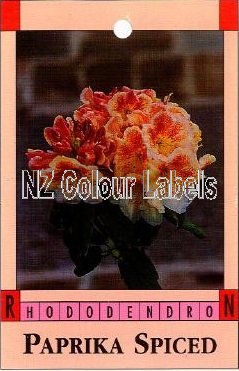 RHODODENDRON Paprika Spiced - Click Image to Close