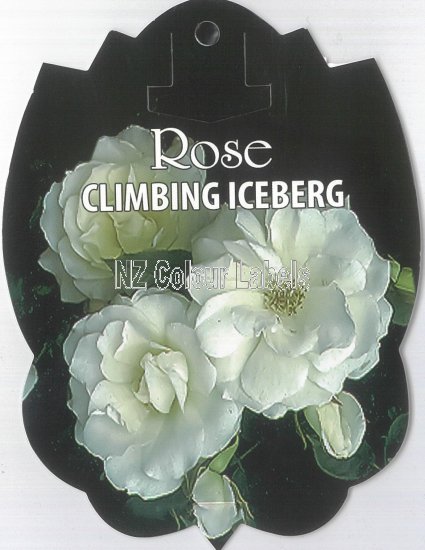 ROSE Climbing Iceberg - Click Image to Close