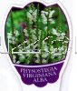 PHYSOSTEGIA virginiana Alba