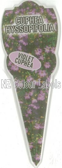 CUPHEA hyssopifolia Violet Cuphea - Click Image to Close