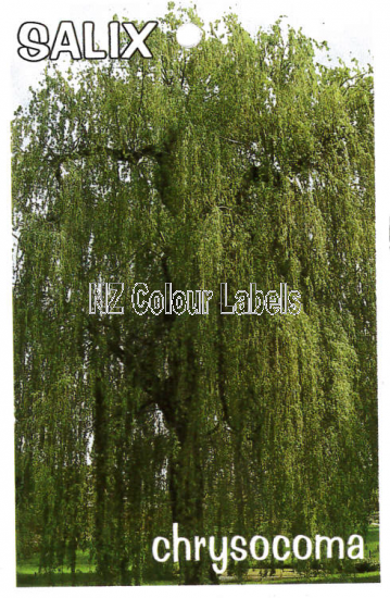 SALIX Chrysocoma - Click Image to Close