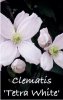 CLEMATIS TETRA WHITE