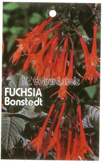 FUCHSIA Gartenmeister Bonstedt - Click Image to Close