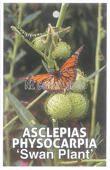 ASCLEPIAS physocarpa [Swan Plant] - Click Image to Close