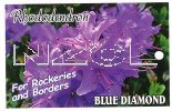 RHODODENDRON Blue Diamond