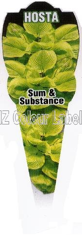 HOSTA Sum And Substance - Click Image to Close