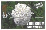 VIBURNUM x Burkwoodii