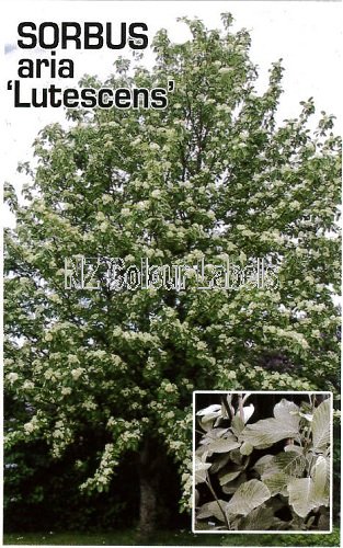 SORBUS aria Lutescens - Click Image to Close