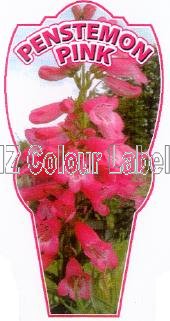 PENSTEMON Pink - Click Image to Close