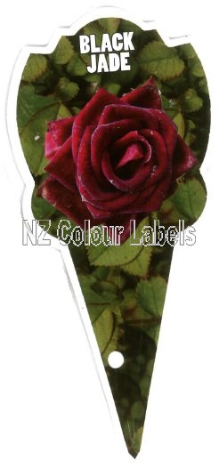 ROSE MINIATURE Black Jade - Click Image to Close