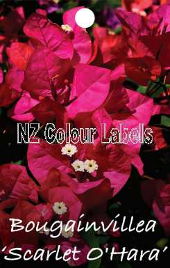 BOUGAINVILLEA Scarlett O'hara - Click Image to Close