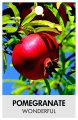 POMEGRANATE 'Wonderful' POMEGRANATE 'Wonderful'