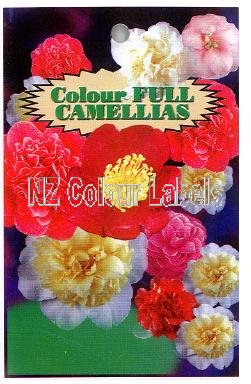 CAMELLIA Mixed Group Species - Click Image to Close