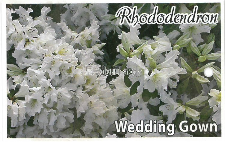 RHODODENDRON Wedding Gown - Click Image to Close