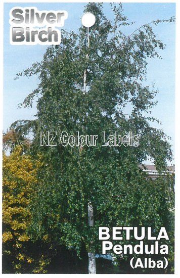 BETULA pendula 'Alba' - Click Image to Close