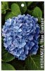 HYDRANGEA Blue Diamond