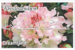 RHODODENDRON Dreamland