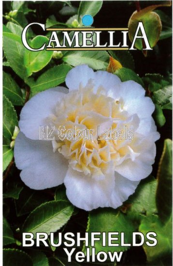 CAMELLIA Brushfield Yellow Japonica - Click Image to Close