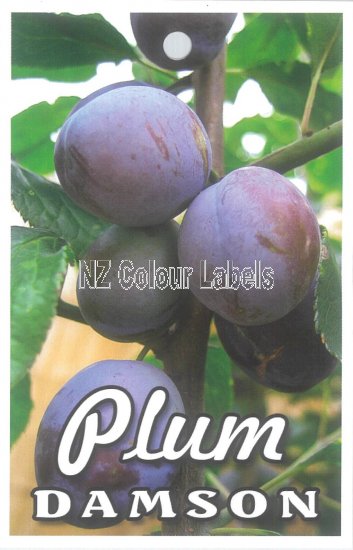 PLUM Damson - Click Image to Close