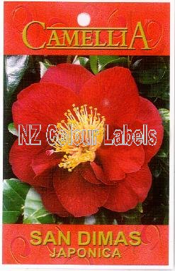 CAMELLIA San Dimas Japonica - Click Image to Close