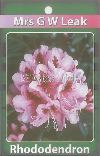 RHODODENDRON Mrs G W Leak - Click Image to Close