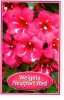 WEIGELA Newport Red