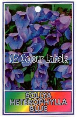 SOLLYA heterophylla Blue - Click Image to Close