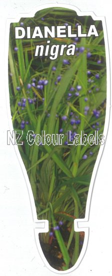 DIANELLA nigra - Click Image to Close