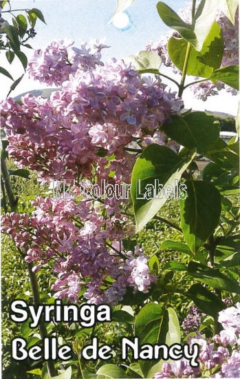 SYRINGA Belle de Nancy - Click Image to Close