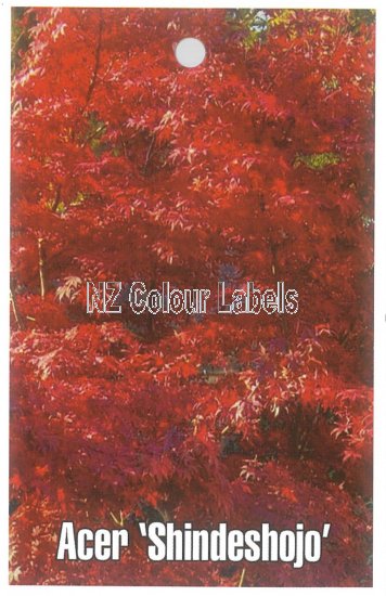 ACER palmatum Shindeshojo - Click Image to Close