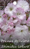 PRUNUS Shimidsu Sakura