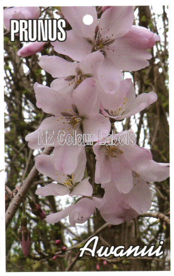 PRUNUS Awanui - Click Image to Close