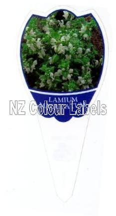 LAMIUM macalatum White Nancy - Click Image to Close