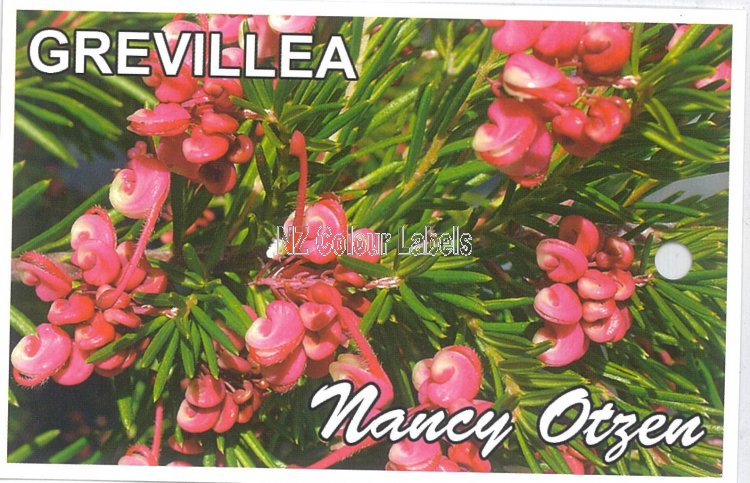 GREVILLEA Nancy Otzen - Click Image to Close