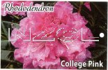 RHODODENDRON College Pink