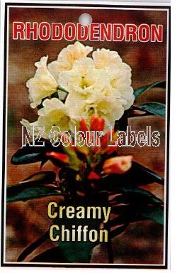 RHODODENDRON Creamy Chiffon - Click Image to Close