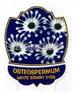 OSTEOSPERMUM White Starry Eyes - Click Image to Close