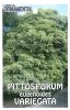 PITTOSPORUM eugeniodes Variegatum