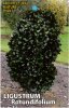 LIGUSTRUM rotundifolium