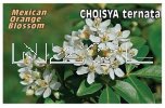 CHOYSIA ternata [Mexican Orange Blossom]