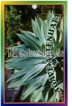 AGAVE attenuata - Click Image to Close