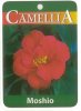 CAMELLIA Mosho Flame