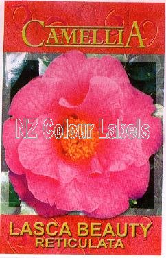 CAMELLIA Lasca Beauty Reticulata - Click Image to Close