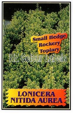 LONICERA nitida Aurea - Click Image to Close